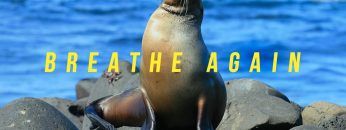 #BreatheAgain – Galapagos endemic species