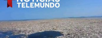 Cuando un mar de plástico ahoga a los animales y lo mata todo | Noticiero | Telemundo