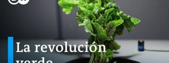 Bioeconomía como alternativa – ¿qué tan prometedores son los recursos renovables? | DW Documental