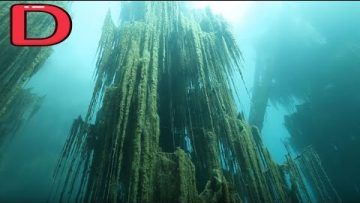 El bosque sumergido del Amazonas, HD 1080p – Documental, documentales 262