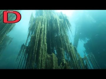 El bosque sumergido del Amazonas, HD 1080p – Documental, documentales 262