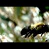 Biodiversidad: comprender la pérdida de especies