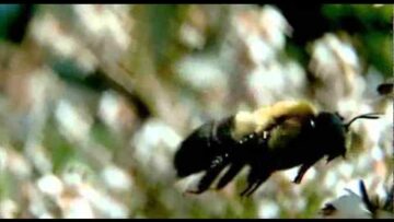Biodiversidad: comprender la pérdida de especies