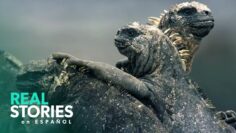 Galápagos salvaje: comprender un ecosistema singular