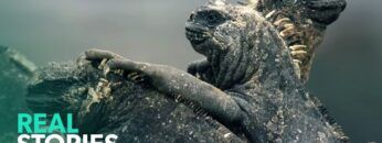 Galápagos salvaje: comprender un ecosistema singular