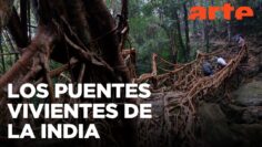 India: puentes vivientes y saberes que atraviesan generaciones