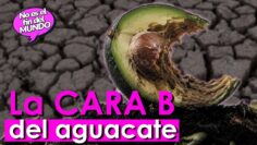 La geopolítica del aguacate