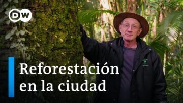 ¿Pueden los árboles paliar la crisis climática?