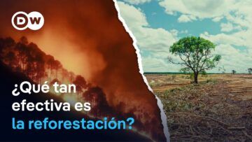¿Pueden los árboles salvar el planeta?