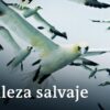 Recuperar la biodiversidad: especies y equilibrio de los ecosistemas