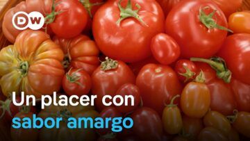 ¿Son sostenibles los tomates?